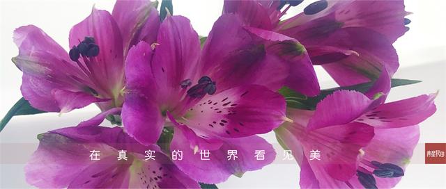 深紫色水仙百合 精灵的紫色 全网搜