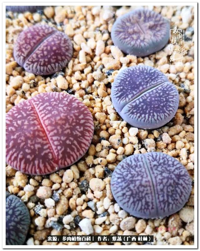 桂林滚筒式洗砂机厂家