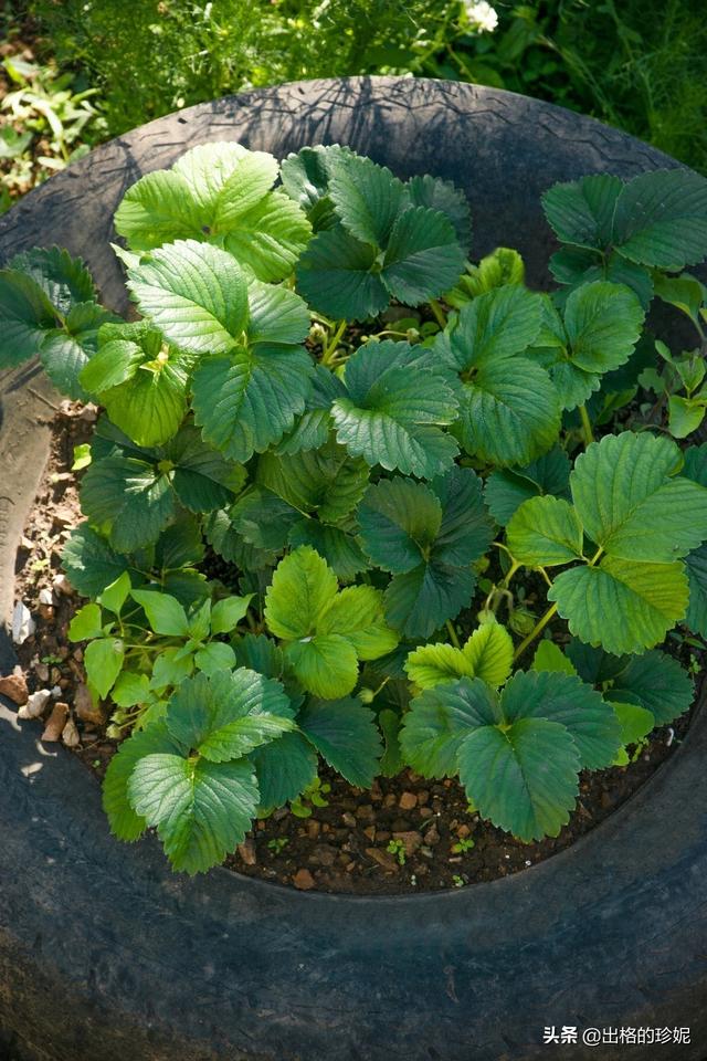 草莓怎么种植方法 草莓怎么种植方法「家种草莓怎么种植方法」 生活