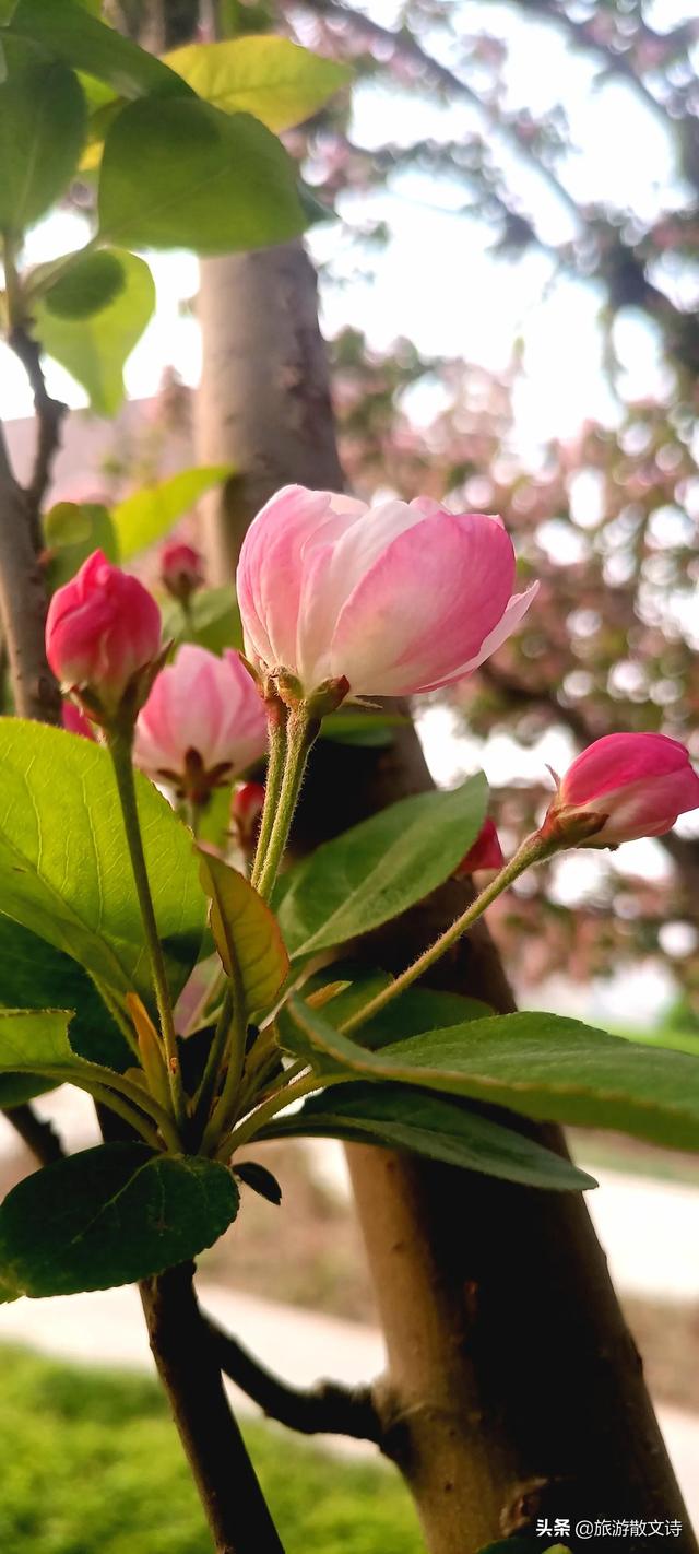 花开杨柳青