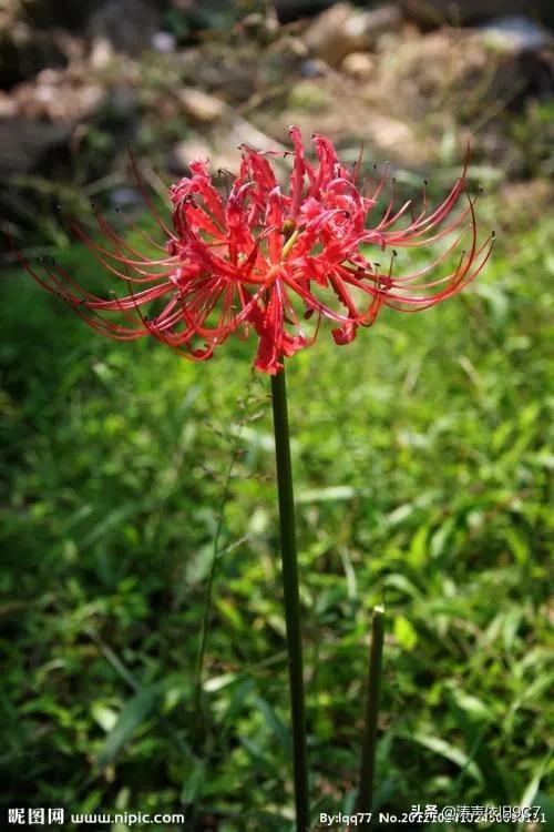 黑色彼岸花图片 黑色彼岸花图片（黑色彼岸花的花语） 生活