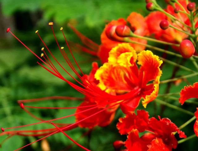 凤凰花花语 凤凰花花语（凤凰花花语与寓意） 生活