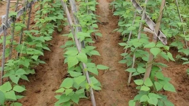 芸豆的種植方法和管理技術 分享芸豆的種植_農業技術網