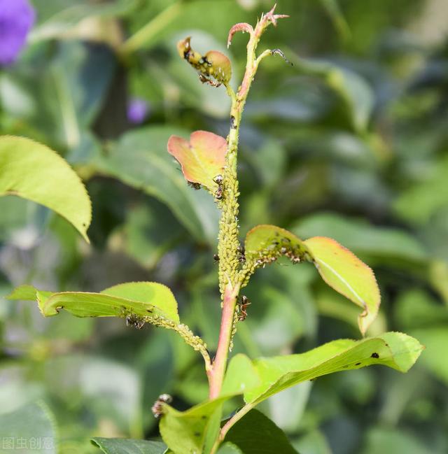 春季治蚜虫，记好这三大类杀虫剂，各种蚜虫都能轻松搞定3