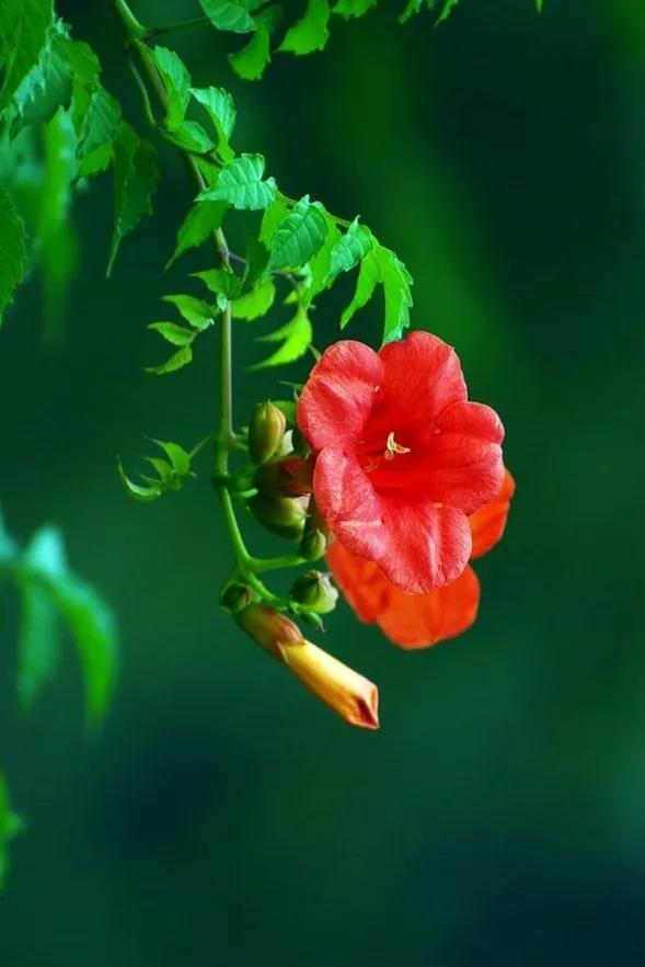 凌霄花开红艳艳
