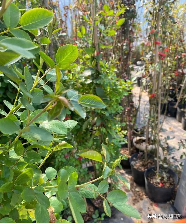 月季花的养殖方法 月季花的养殖方法（月季花的养殖方法和注意事项有哪些） 生活
