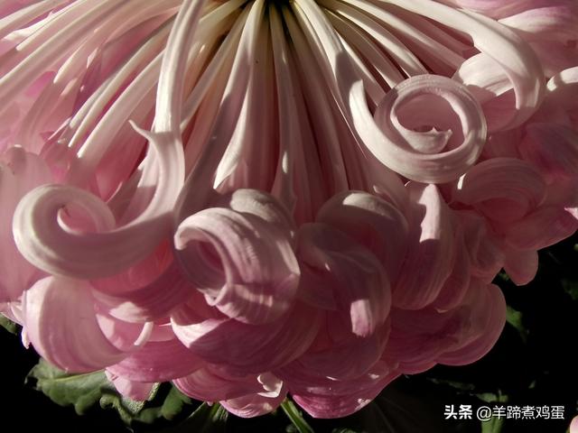 未等冬寒至 梅已報春香——北京中山公園臘梅提前綻放 盡顯芬芳