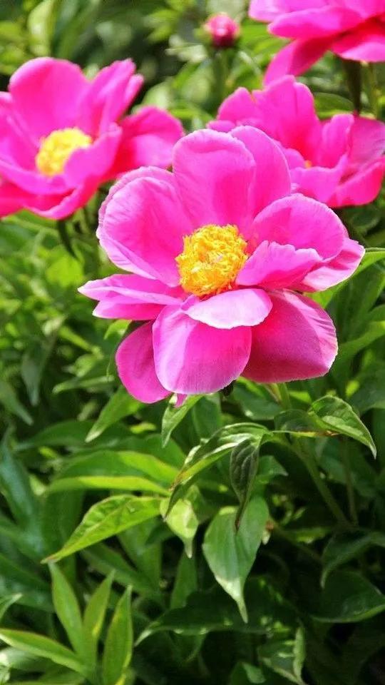 美丽的鲜花，姹紫嫣红，令人心情大好