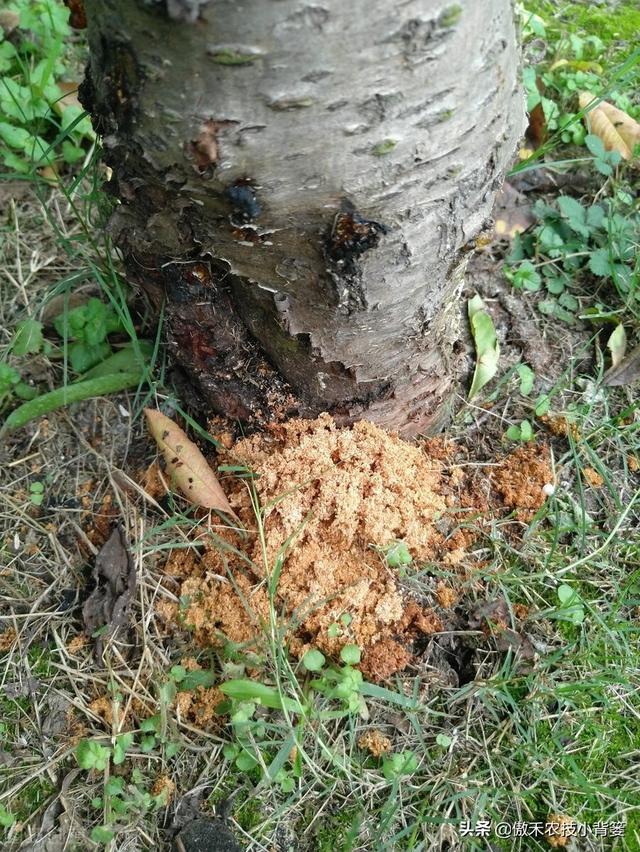 小小钻心虫，果树大危害，防治有技巧，果农使用这几招6