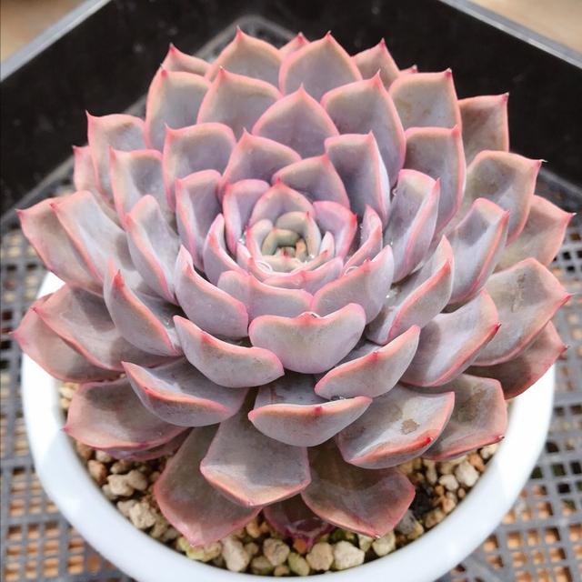 比花还美