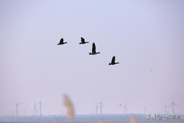 《雁南飞》一一一 雁已归 心莫碎