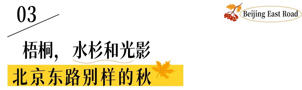 北京東路，喜提秋天