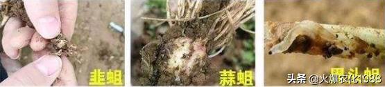 免费送！黑白无常杀黑头蛆，死虫干净无农残；用撵传治重茬不死苗