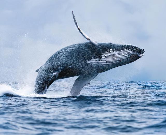 啃咬大白鲨和虎鲸，咬破美军潜艇，它们是来自深海的恐怖动物-第2张图片-趣闻屋