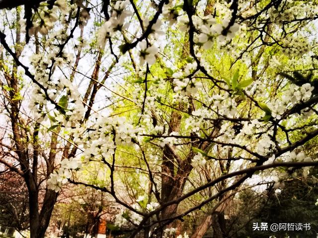 花香习习，垂柳依依，一花一世界，一树一菩提，淡妆浓抹总相宜