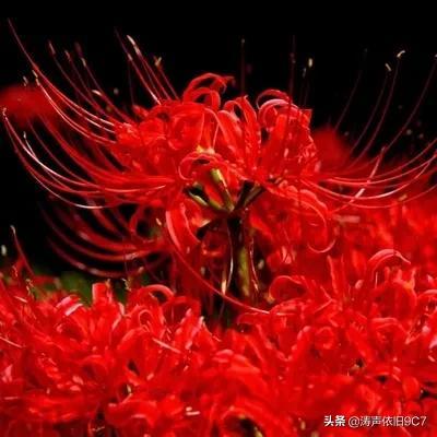 黑色彼岸花图片 黑色彼岸花图片（黑色彼岸花的花语） 生活