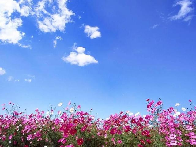 鲜花争艳，美景如画，令人心旷神怡