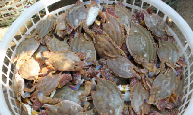 含“寄生虫”最多的3种海鲜，没营养还贵，很多人还天天吃