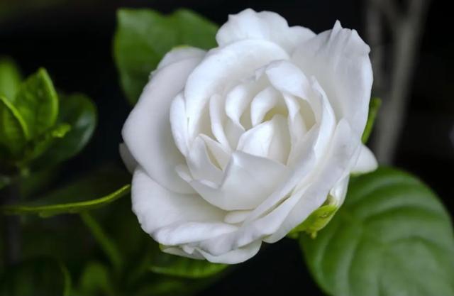 栀子花开代表什么意思