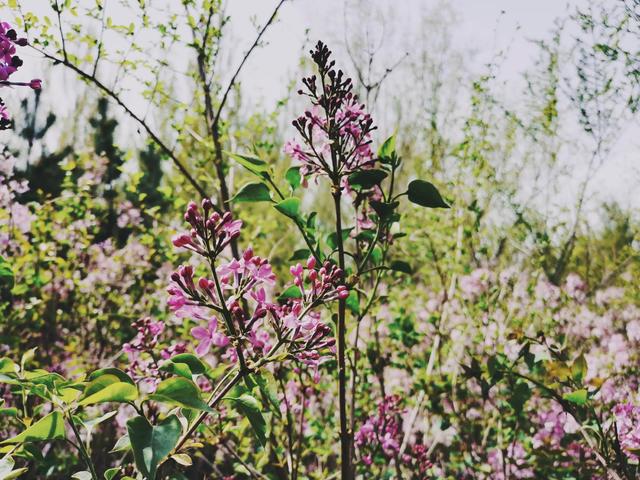 丁香花又开