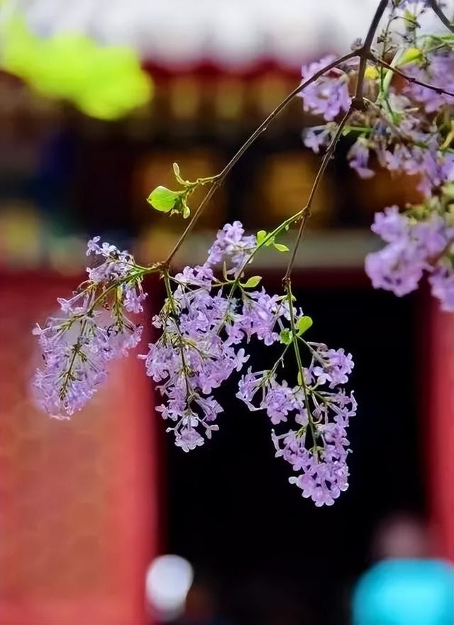 散文：丁香花，千千结