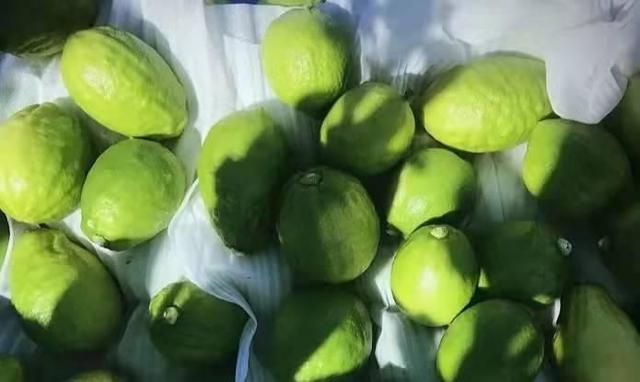 沁口香柠：喝了那么多柠檬茶，那你知道它有什么功效吗？