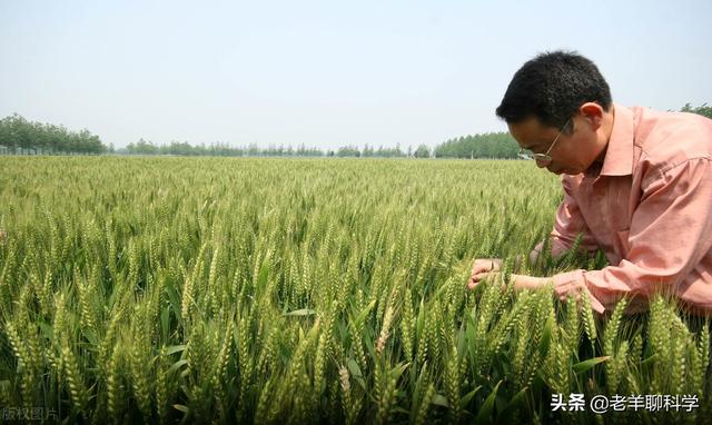 美国小麦亩产多少？与中国有何差距？为何说他抢了世界人民的饭碗11