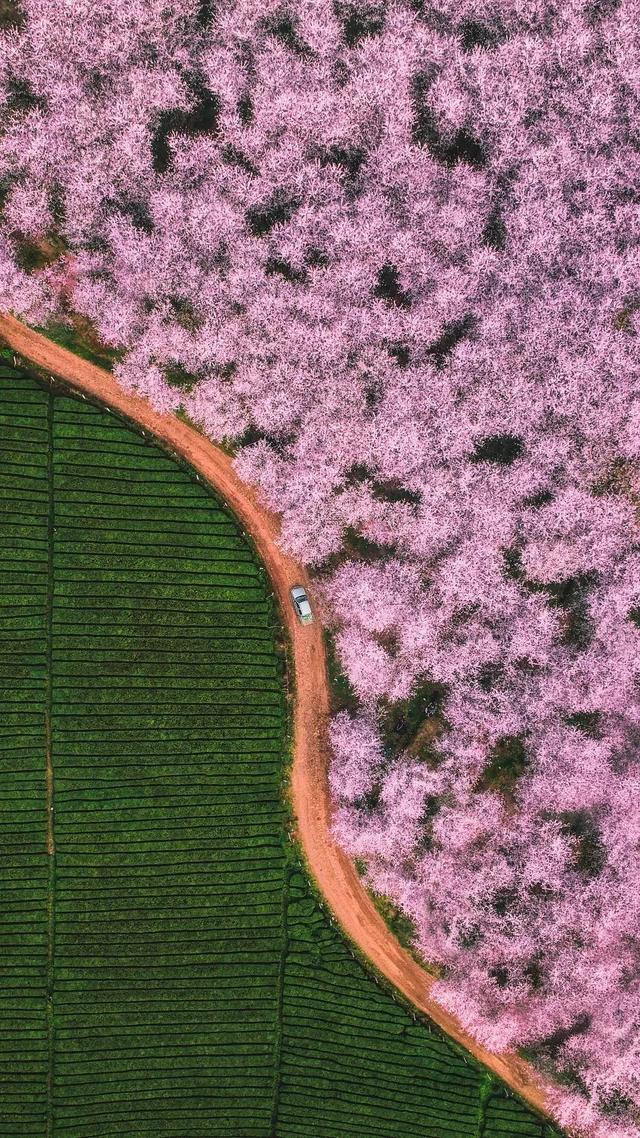 风催尘香花又开