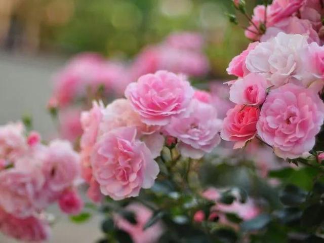 图片分享：最美蔷薇花开