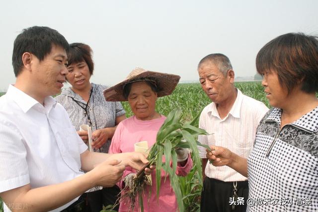 如何通过促根、养根、壮根实现作物的长势健壮和增产增收？11