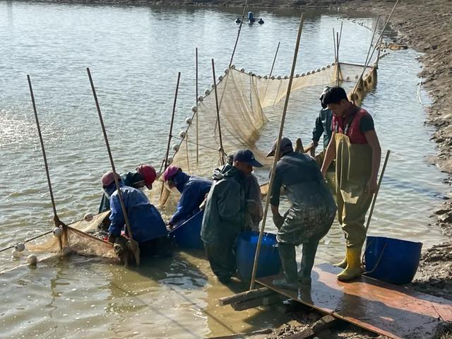 鱼价又创新高，数万餐饮人生意成“鸡肋”