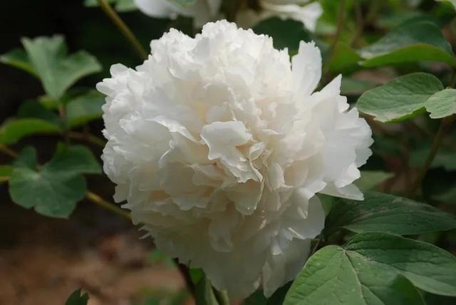 鲜艳夺目的花朵，美了眼，醉了心，忘掉了烦恼