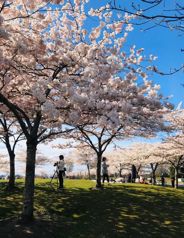 Richmond：大自然造就的島城