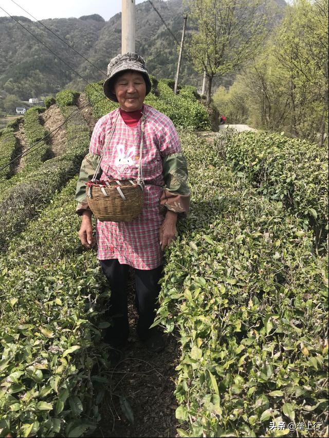 吕先奎冒“傻气”茶农们得福气——记保康县荆山锦茶业公司总经理吕先奎