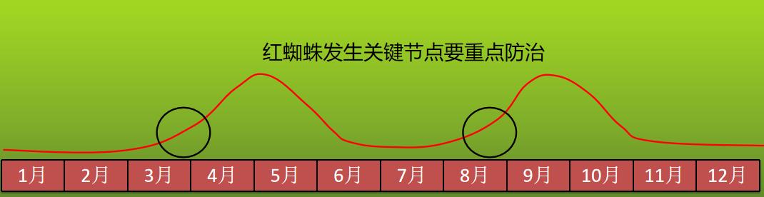 ​3月底红蜘蛛防治关键期！掌握这些方法让你少花冤枉钱2