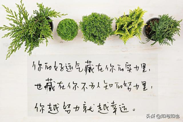 抄书第80天，每日寄语，温暖你我4～愿你依然生如夏花，笑如温阳