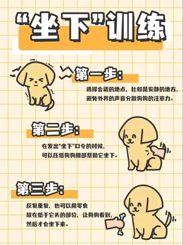 训练金毛犬