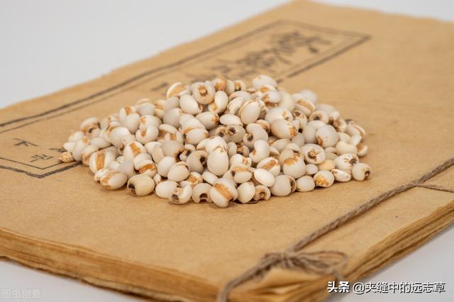 身困体乏湿气重？讲一味薏苡仁，健脾祛湿，给你的身体祛祛湿