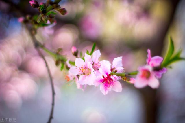 前路满桃花