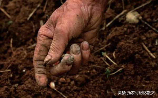粮食安全重要，粮食价格却不重要，难道农民就不配赚钱吗？