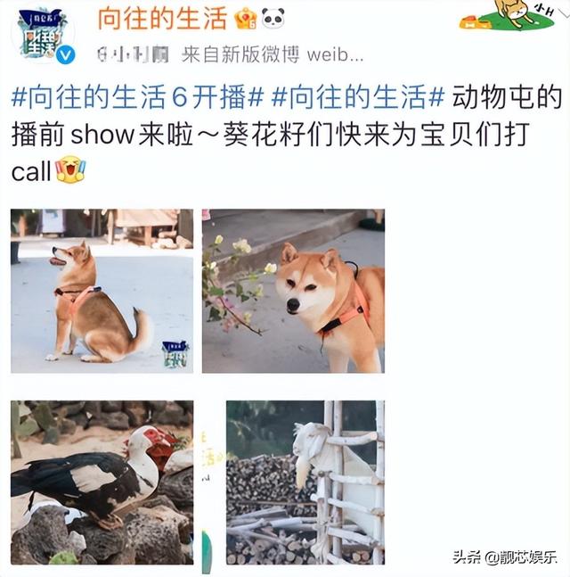 《向往的生活6》开播，水是真水，收视是真高，彭昱畅贡献全笑点
