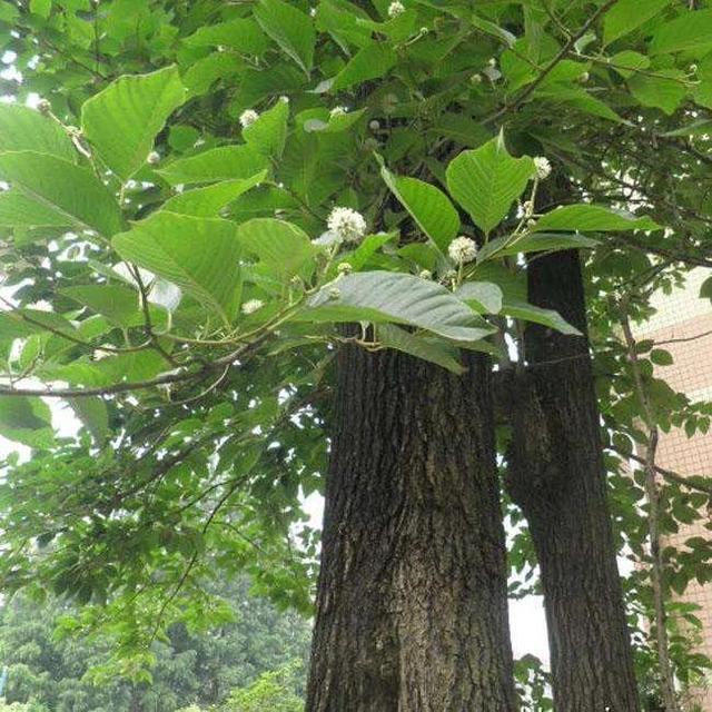 鸽子树 鸽子树（鸽子树电影） 植物