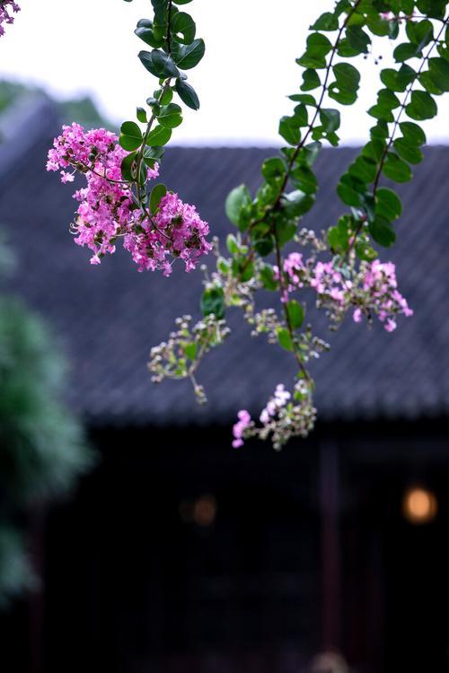 散文：安静生活，慢煮时光，感岁月温凉