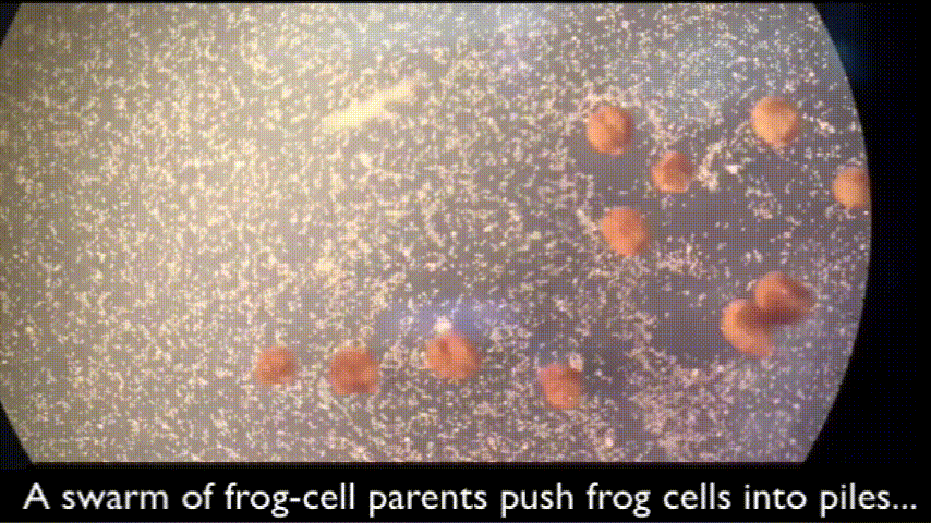 全球首个可繁殖活体机器人问世：AI参与设计，已自我繁殖4代