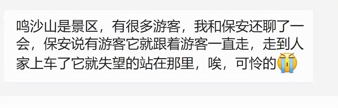 這只小狗在敦煌，等了你整整兩年