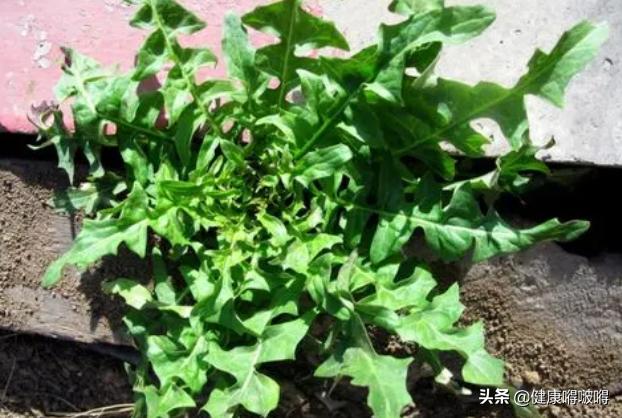 春分过后，吃好三菜，喝好三茶，防好三病，牢记三事，助力健康