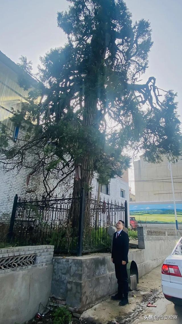 乡愁情思寄古树，检察听证护“绿色记忆”