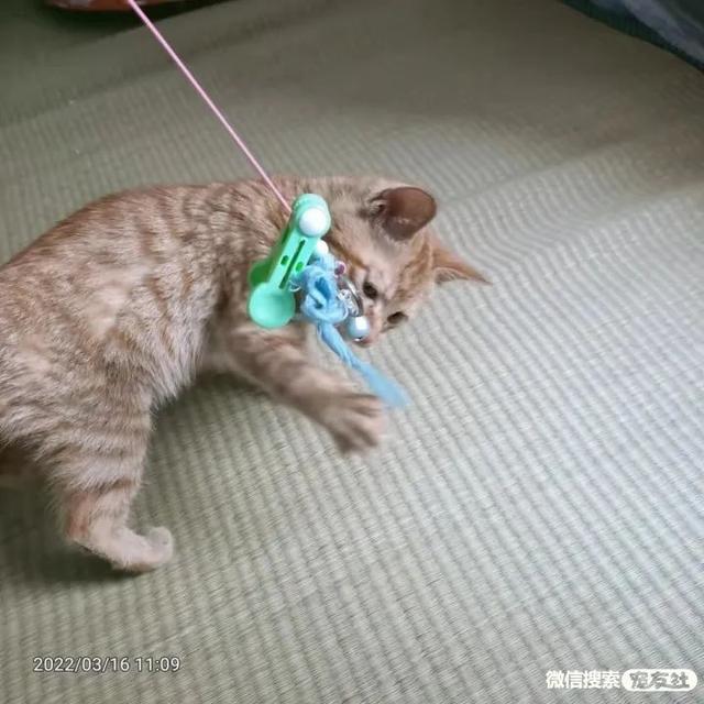 深圳宠物猫领养