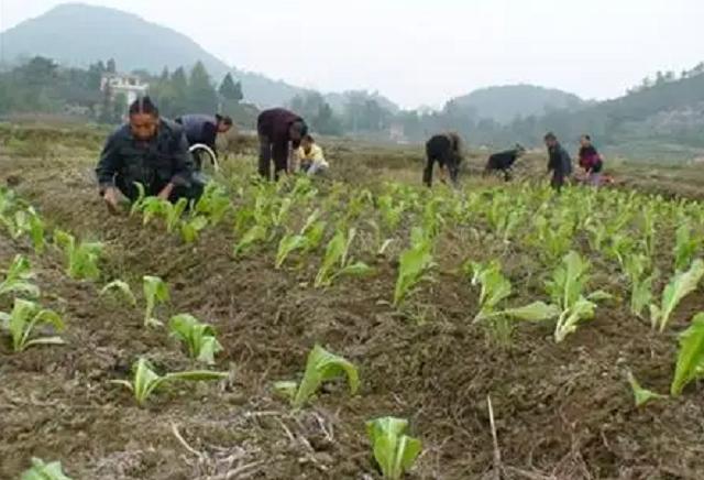 因一包酸菜，导致康师傅、统一流失数亿市值，严钦武到底什么来头