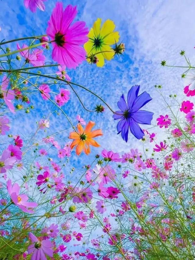 美丽的格桑花尽情地盛开,带给人们幸福的花朵儿